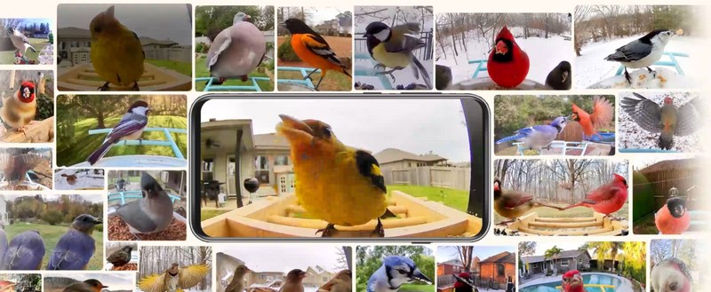 Birdfy - Aperçu des oiseaux